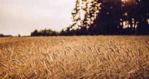 Farro, il grano vintage per eccellenza