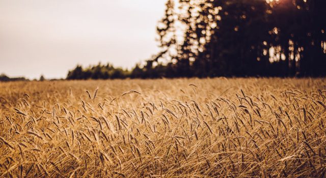 Farro, il grano vintage per eccellenza