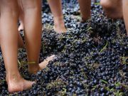 Festa della Vendemmia a Villaggio Fontanafredda