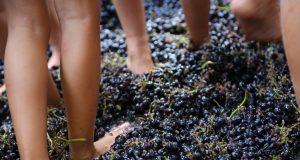 Festa della Vendemmia a Villaggio Fontanafredda