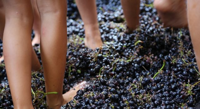 Festa della Vendemmia a Villaggio Fontanafredda